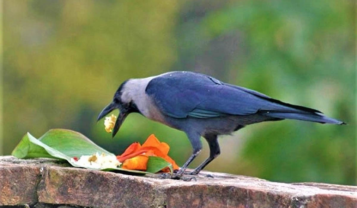 यमपञ्चक सुरु, आज काग तिहार